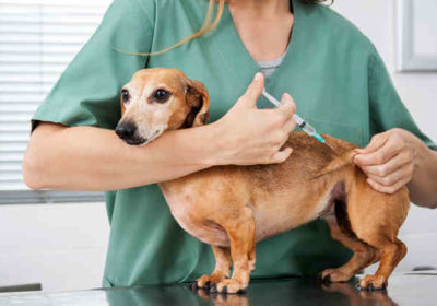 Vacunació en gossos