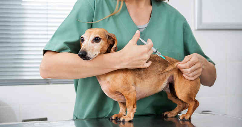 Vacunació en gossos